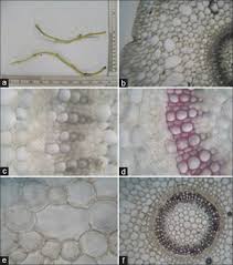 Image result for Bacopa floribunda