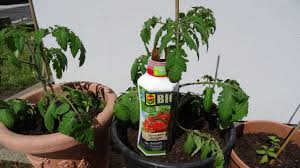 Beachte bei der dosierung den nährstoffgehalt deines gartenbodens. Tomatendunger Ratgeber Produktvorstellungen 2021 Gartenzeile De
