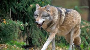 The other adults care for the pups whilst. Wildtiere Wolfe In Deutschland Wildtiere Natur Planet Wissen