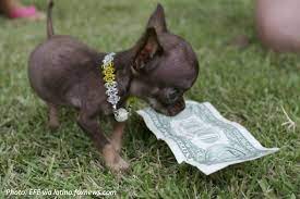 Bedtime Math Cute Dogs Puppies Cute Animals