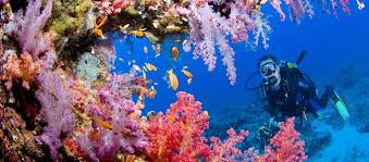 Underwater diving, human activity underwater for recreational or occupational purposes. Home Liquid Adventures Dahab