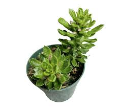 Image result for tbn:HNtrRnQBmFuaxM::www.bluechopsticks.com/img_large/800CC_0805S1015.jpg