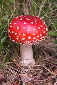 mushroom wikipedia