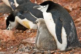 I'll yank your dumb yellow pigtails! —chinstrap penguin's introduction. Chinstrap Penguin Pygoscelis Antarctica Also Called A Brush Tailed Penguin They Live In Antarctica Mostly On Islands Chinstrap Penguin Penguins Cute Penguins