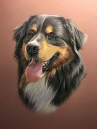 Bouvier Bernois Pastel Dessin Animalier Realise Au Pastel D Apres Photo Dessin De Chien Peintures De Chien Art A Theme Chien