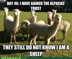 Undercover Sheep Funny Animal Memes Animal Captions Funny Animal Pictures