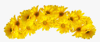 Yellow Flower Crown Transparent Hd Png Download Transparent Png Image Pngitem Including transparent png clip art, cartoon, icon, logo, silhouette, watercolors, outlines, etc.
