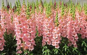 Antirrhinum Majus Flower Kiss Best Flower Wallpaper