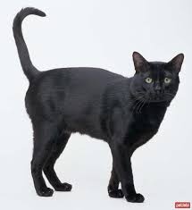 Bombay Bombay Kedisi Kediler Ve Yavrulari American Shorthair