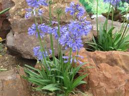 Image result for Amaryllidaceae