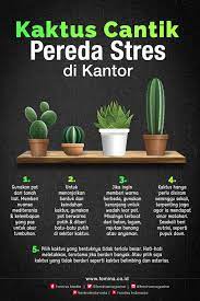 Kaktus Cantik Pereda Stres Di Kantor Tanaman Dalam Rumah Tanaman Tanaman Kaktus
