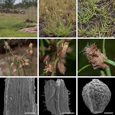 Image result for Actinoschoenus