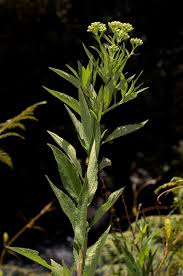 Image result for Microglossa