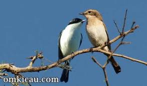Kicau burung sikatan belang decu kembang. Perbedaan Jantan Betina Burung Decu Kembang Karakteristik Dan Perawatan Burung Decu Paling Lengkap Perbedaan Kepodang Jantan Dan Betina Dari Suara