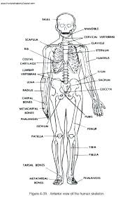 Blank diagram skeleton human body label the blank worksheet to match the diagram. Tremendous Anatomy Worksheets Blank Sumnermuseumdc Org