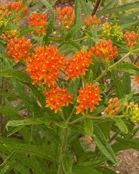 Http Www Ngb Org Images Butterfly Milkweed Asclepias Tuberosa Pollinator Plants Wild Flowers Asclepias Tuberosa
