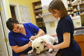 Affordable pet hospital tampa fl. About New Tampa S Affordable Pet Hospital