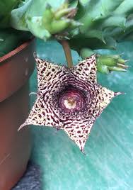 Image result for Xyris parvula