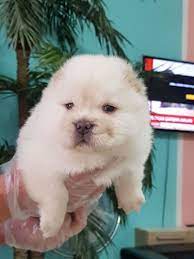ucretli sahiplendirme chow chow yavrulari ucretli sahiplendirme chow chow yavrulari kopek kopekseverler kopeksahip chow chow kopek evcil hayvanlar