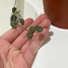 Image result for Ceropegia rendallii