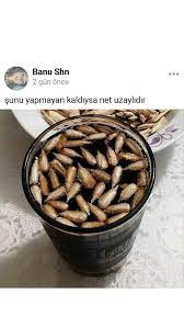 kcmn 43 adli kullanicinin komik panosundaki pin komik capsler komik komik seyler