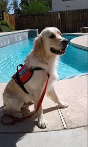 Jul 10, 2020 · diabetic service dogs are trained from birth until they are around 18 months old, beginning with training in public access and social conditioning to help to expose them to various environments, including scents, objects, and sounds. Benefit Concert To Bring Diabetic Service Dog For Patient Mountain Times Wataugademocrat Com