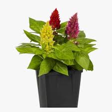 Image result for Celosia trigyna