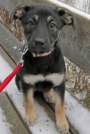 7 Things To Know Before Buying A German Shepherd Lab Mix A K A Sheprador
