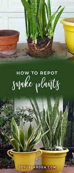 Repotting Snake Plants Easy Tips For Transplanting Snake Plants Repotting Plants Plants Inside Plants