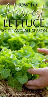 How To Harvest Lettuce So It Lasts All Season Long In 2021 How To Harvest Lettuce Growing Lettuce Backyard Vegetable Gardens