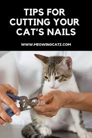 To restrain a cat in your lap, use your forearms draped over there are several styles of nail trimmers, including a guillotine type, a scissors cut, and a standard human fingernail clipper. Pin On Pet Grooming