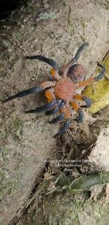 This weird looking arachnid is not in fact a scorpion or spider at all but. 118 Best Spooders Images In 2019 Spider Beautiful Bugs Bugs Insects
