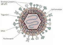 Its structure is composed of linear dsdna, an icosahedral capsid that is 100 to 110 nm in diameter, with a spikey envelope. Herpes Simplex Virus Structure Pathogenesis Clinical Feature And Lab Diagnosis Learn Microbiology Online