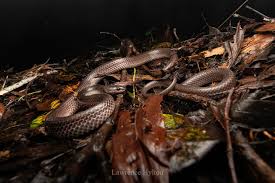 Image result for Steganotaenia hockii