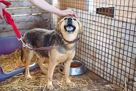 So, if you are passionate about saving animals, volunteering at the ccspca would be right up your alley. Covid 19 Animal Shelters And Vets Hit Hard By Coronavirus Crisis The Star