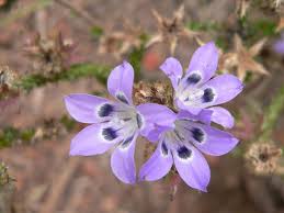 Image result for Aptosimum lineare