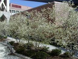 Serviceberry bushes or trees have thin stems or trunks, with most species producing suckers and multiple stems. Serviceberry Amelanchier Spp Wisconsin Horticulture