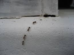 You may notice the effect the next day. How To Get Rid Of Ants When You Re In A Hurry American Turf Tree Care