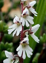 Image result for Holothrix longiflora