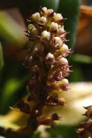 Image result for Polystachya adansoniae