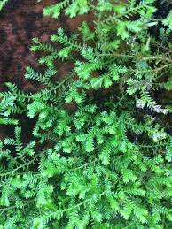 Image result for Selaginella afrorum