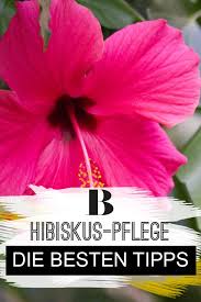 Hibiskus Pflege Die Besten Tipps Hibiskus Pflege Hibiskus Gartenhibiskus