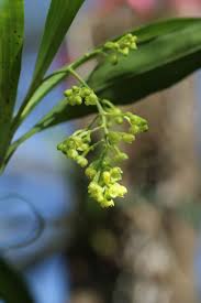 Image result for Polystachya fusiformis × lindblomii