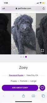 Check spelling or type a new query. Happy Paws Rescue 1040 Lincoln Rd Ste A122 Yuba City Ca Animal Shelters Mapquest