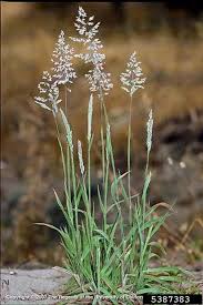 Image result for Holcus