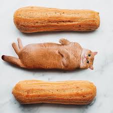 Pin By Lilian Raquel On Mio In 2020 Dry Cat Food Cat Food Cat Chow