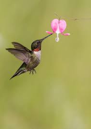 Ruby Throated Hummingbird Getting Nector From A Bleeding Heart Flower Hummingbird Beautiful Birds Bleeding Heart Animals