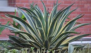 See full list on epicgardening.com Growing Snake Plants Indoors A Full Guide Gardening Tips