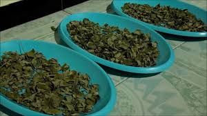 Semoga artikel cara membuat teh daun kelor ini bermanfaat. Cara Tradisional Mengolah Daun Kelor Menjadi Teh By Ladang Sayur