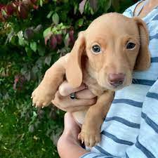 Lancaster puppies advertises puppies for sale in pa, as well as ohio, indiana, new york and other states. Miniature Dachshund Puppies For Sale In Buffalo New York Puppies For Sale Near Me
